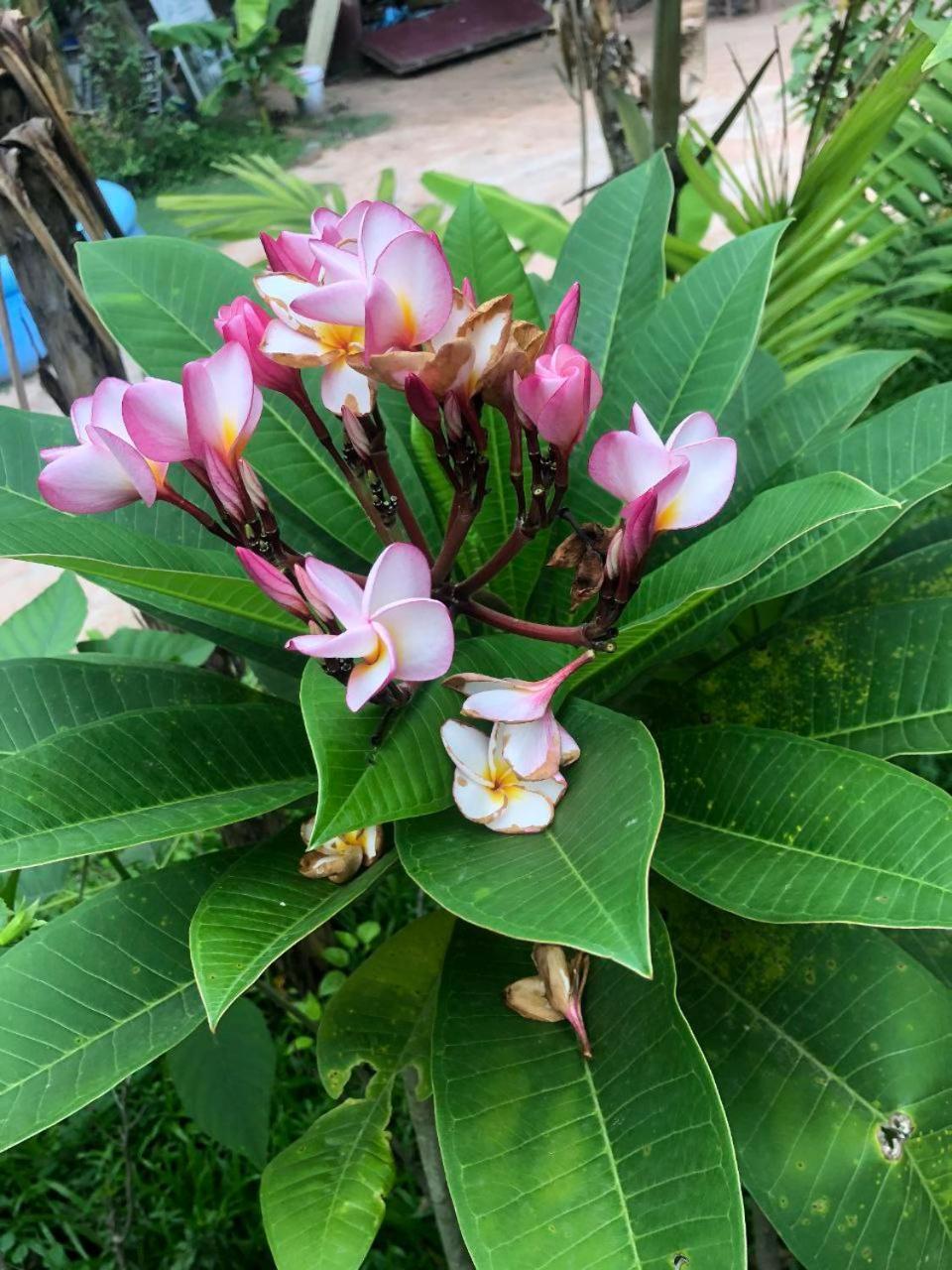 Sok Phen Homestay Siem Reap Luaran gambar